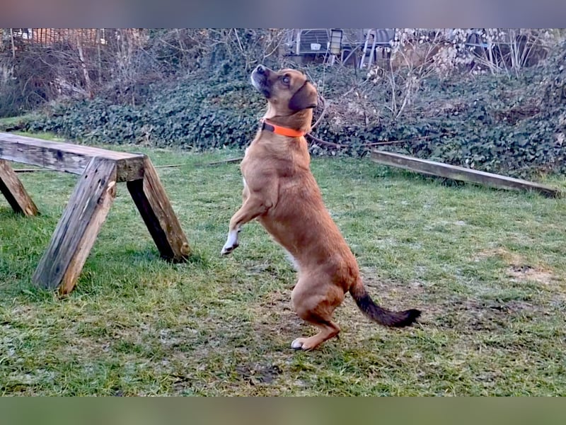 RAYA ❤️ Dackel Mix Herzchen, Pflegefamilie Kranenburg