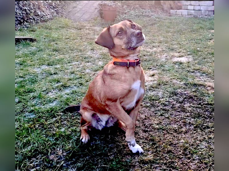 RAYA ❤️ Dackel Mix Herzchen, Pflegefamilie Kranenburg