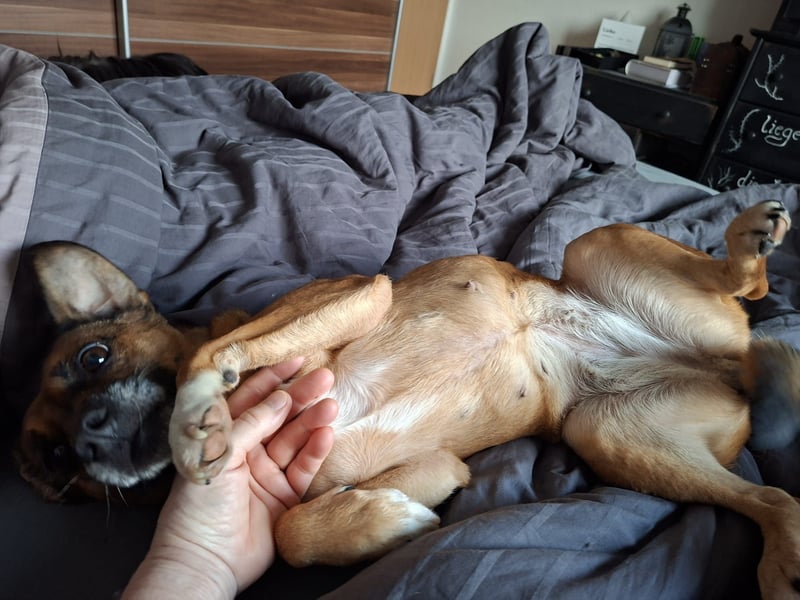 RAYA ❤️ Dackel Mix Herzchen, Pflegefamilie Kranenburg