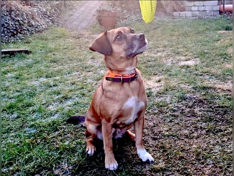 RAYA ❤️ Dackel Mix Herzchen, Pflegefamilie Kranenburg