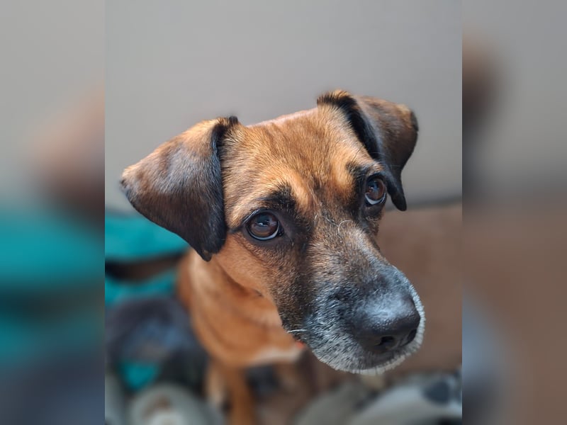 RAYA ❤️ Dackel Mix Herzchen, Pflegefamilie Kranenburg