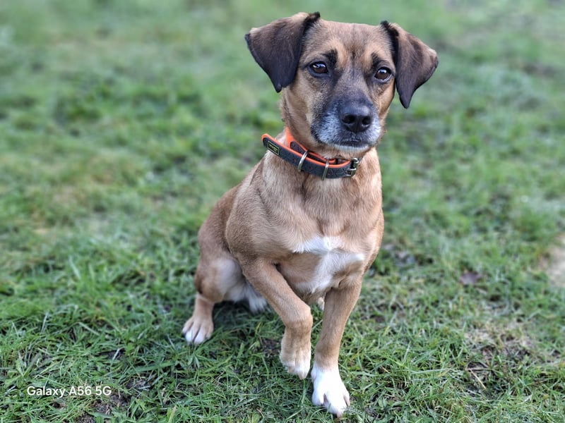 RAYA ❤️ Dackel Mix Herzchen, Pflegefamilie Kranenburg
