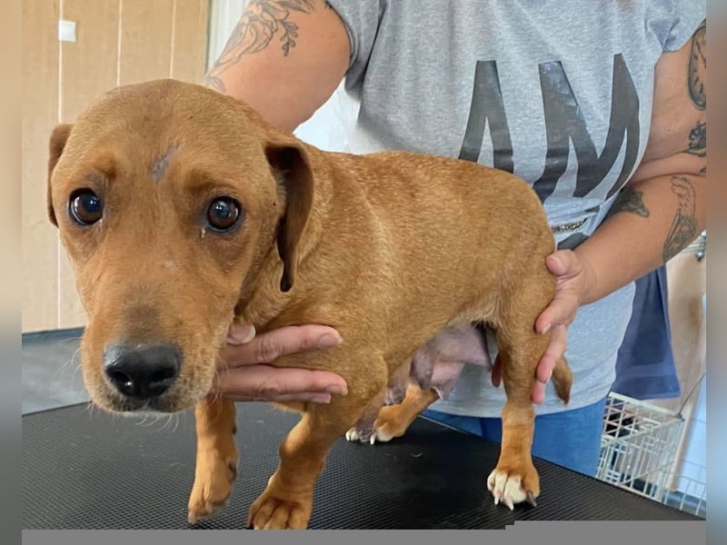 Mona, liebevolle Dackel-Mix Dame sucht tolles Zuhause