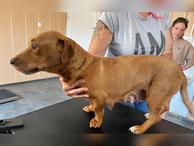 Mona, liebevolle Dackel-Mix Dame sucht tolles Zuhause