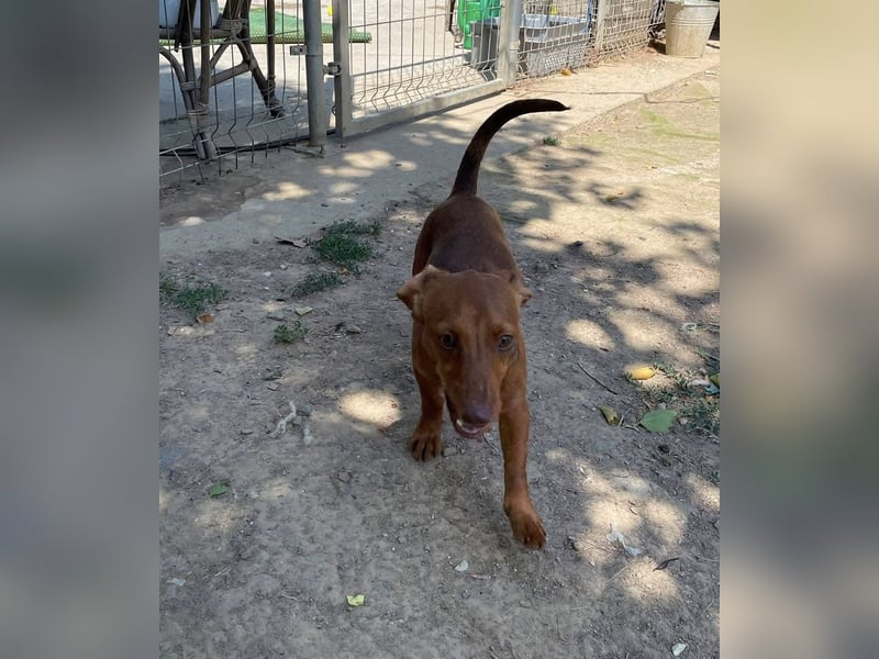 Indie, zarte Dackel Dame sucht….