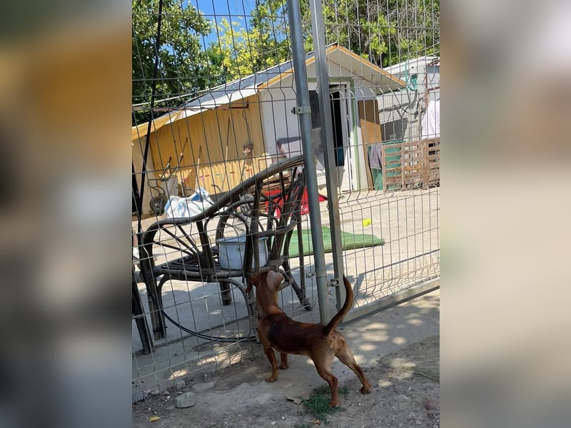Indie, zarte Dackel Dame sucht….