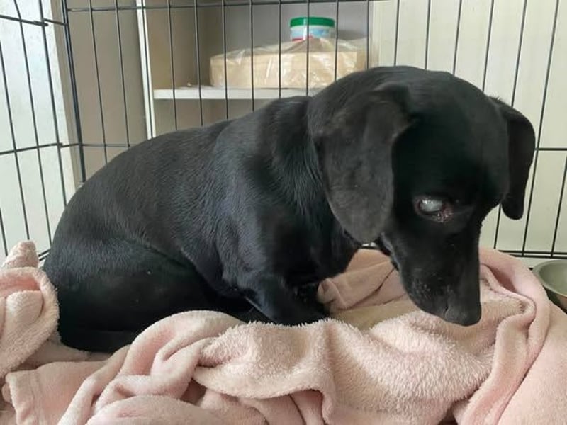 Blacky, kleiner blinder Dackel sucht ruhiges Zuhause