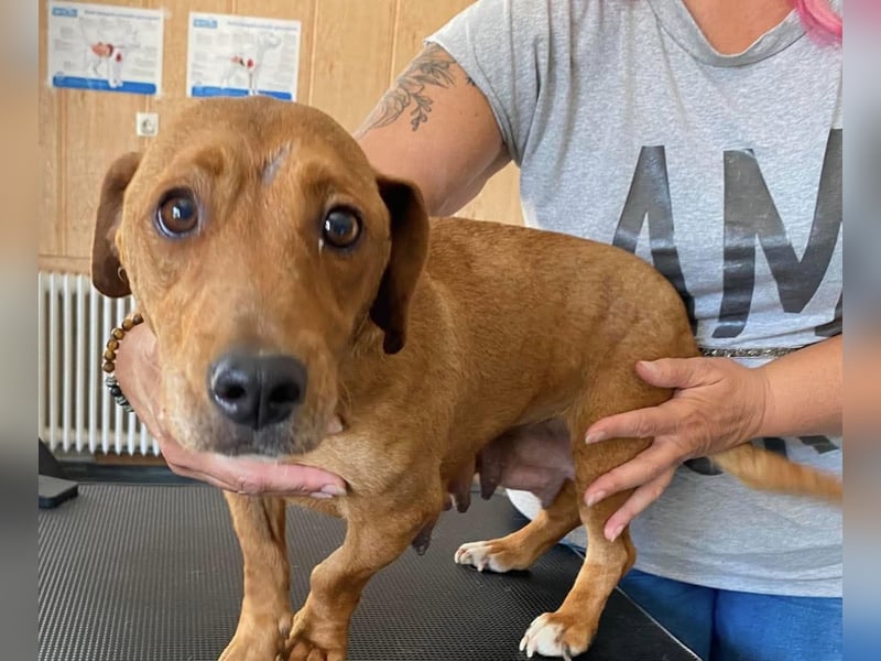Mona, liebevolle Dackel-Mix Dame sucht tolles Zuhause