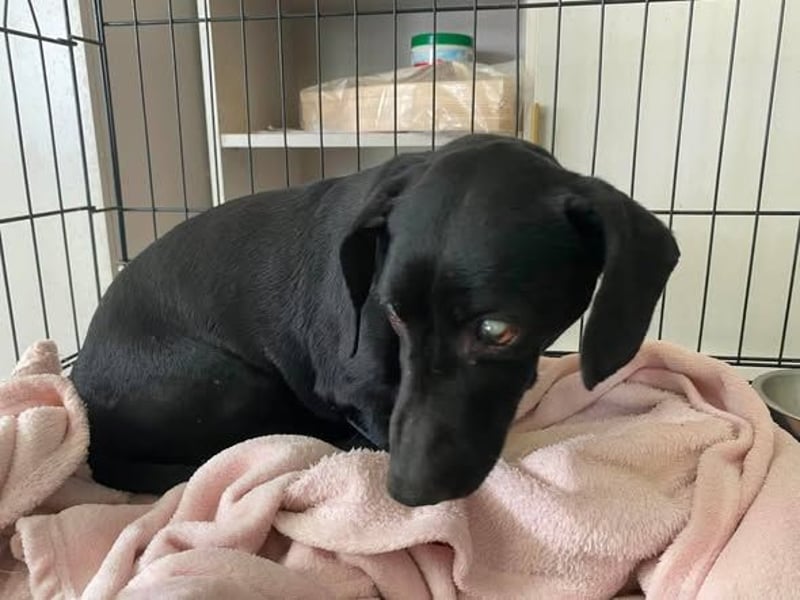 Blacky, kleiner blinder Dackel sucht ruhiges Zuhause