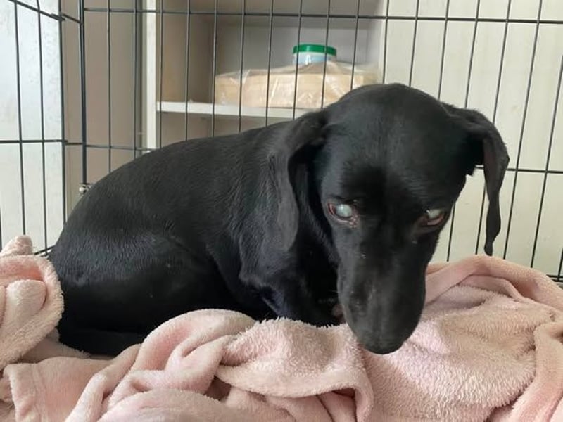 Blacky, kleiner blinder Dackel sucht ruhiges Zuhause
