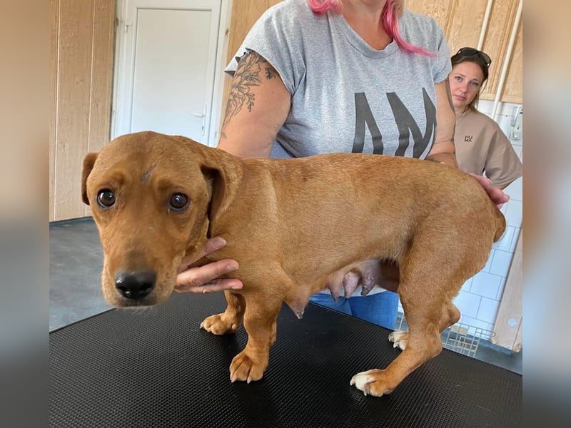 Mona, liebevolle Dackel-Mix Dame sucht tolles Zuhause