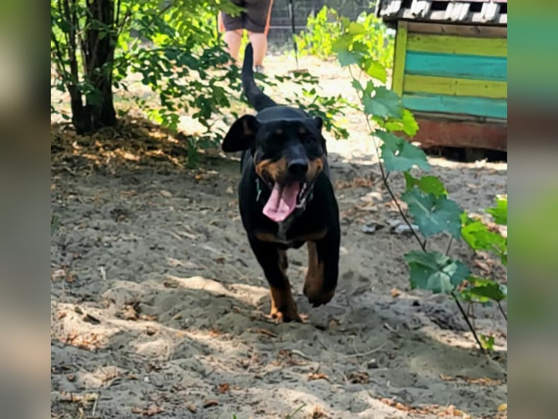 Böbe sucht Spielpartner!