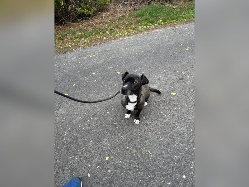 Bela – kleiner Kerl, großes Herz ❤️