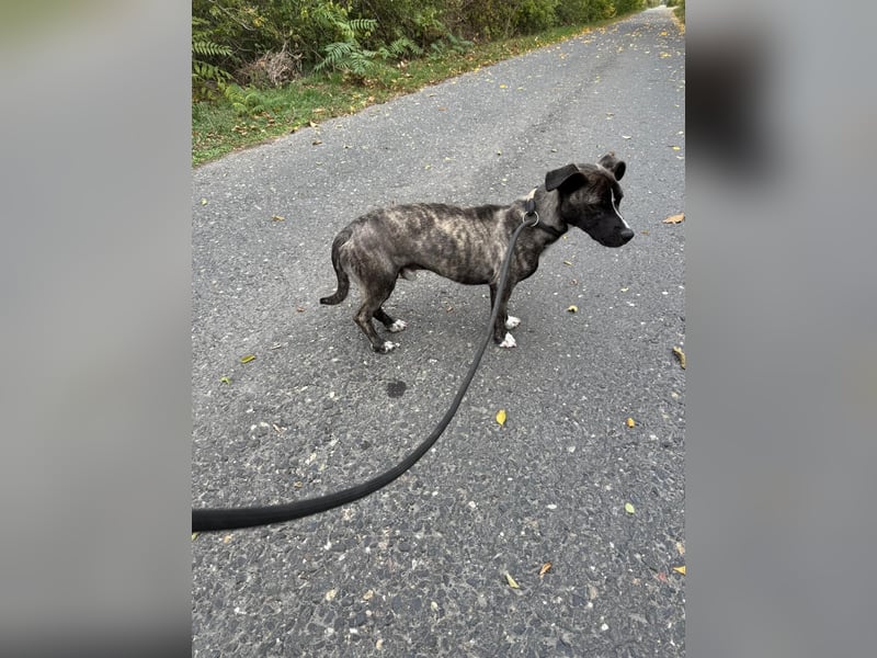 Brutus sucht sein Glück ❤️