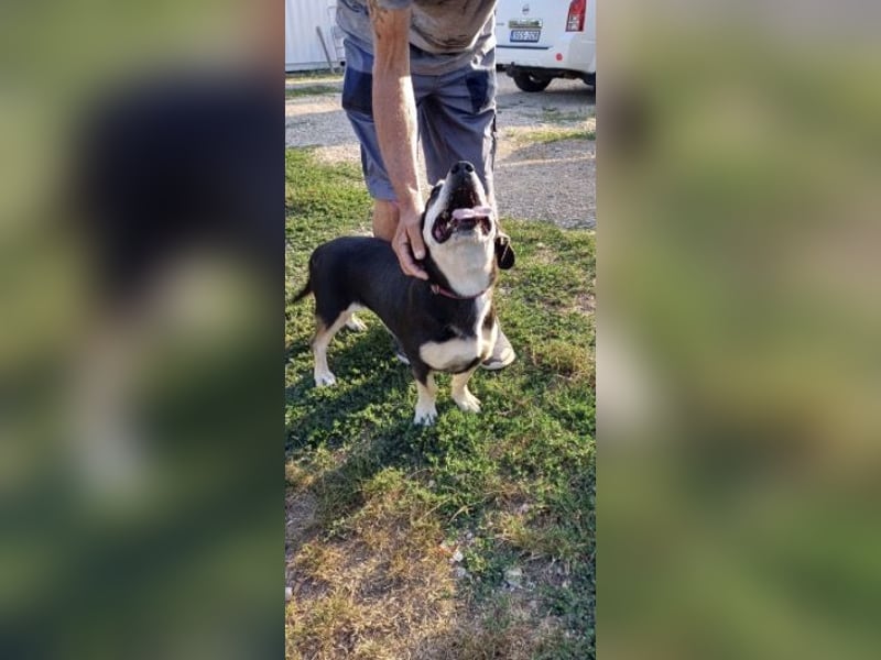 Mia – verschmuste Herzenshündin sucht dich 