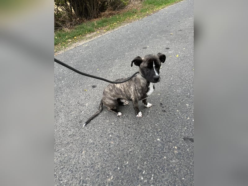 Brutus sucht sein Glück ❤️