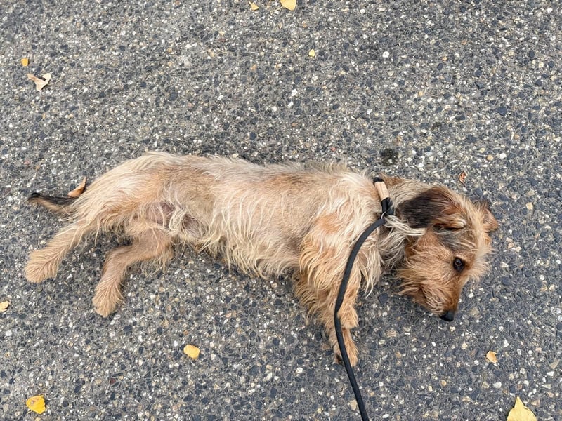 Csömy sucht Menschen mit Herz ❤️
