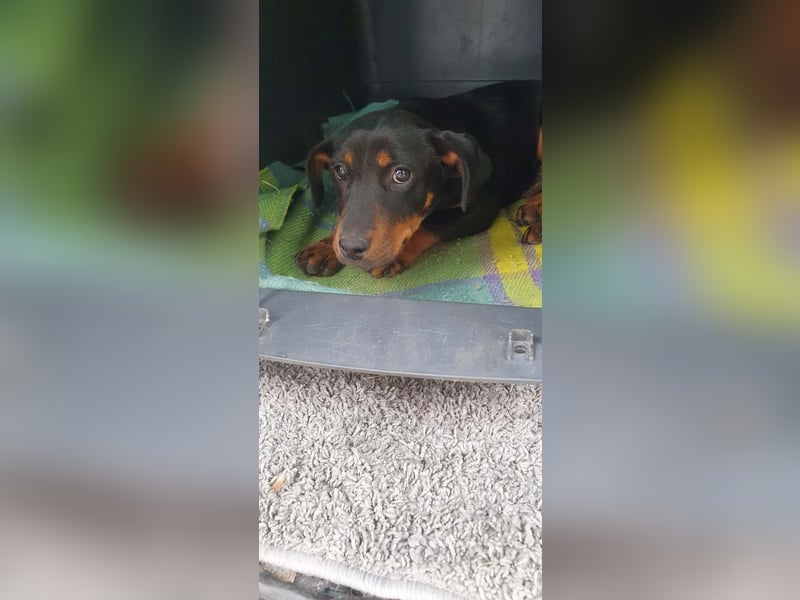 Böbe sucht Spielpartner!