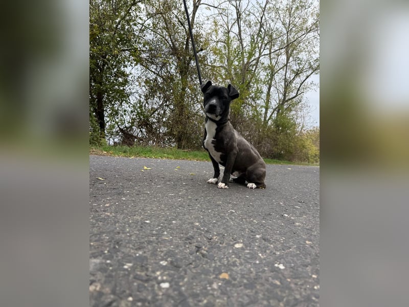 Bela – kleiner Kerl, großes Herz ❤️
