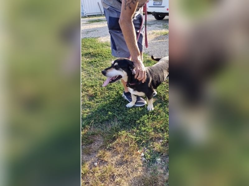 Mia – verschmuste Herzenshündin sucht dich 
