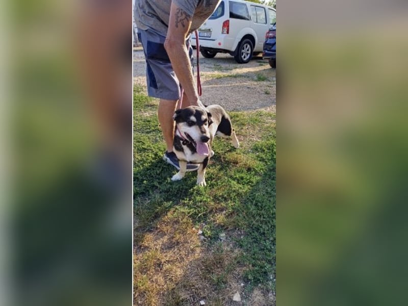 Mia – verschmuste Herzenshündin sucht dich 