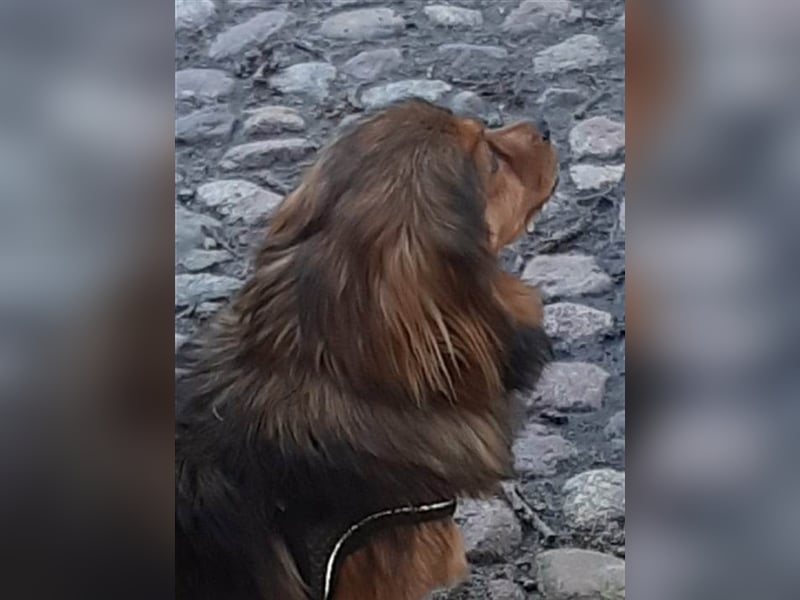 29576 Barum, Finja, die glückliche Hündin