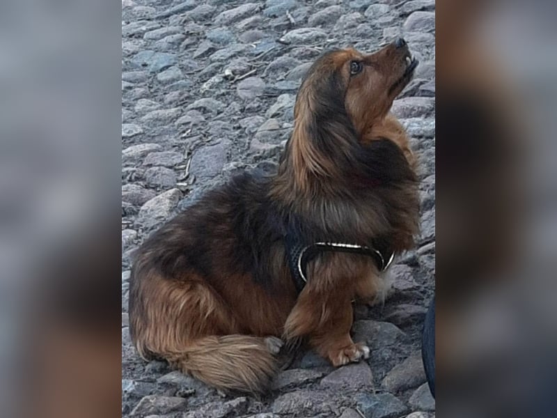 29576 Barum, Finja, die glückliche Hündin