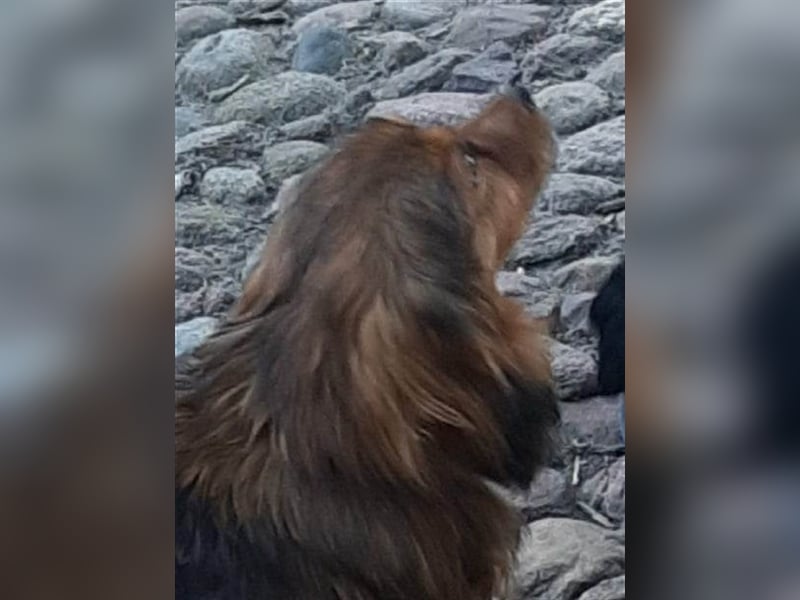 29576 Barum, Finja, die glückliche Hündin
