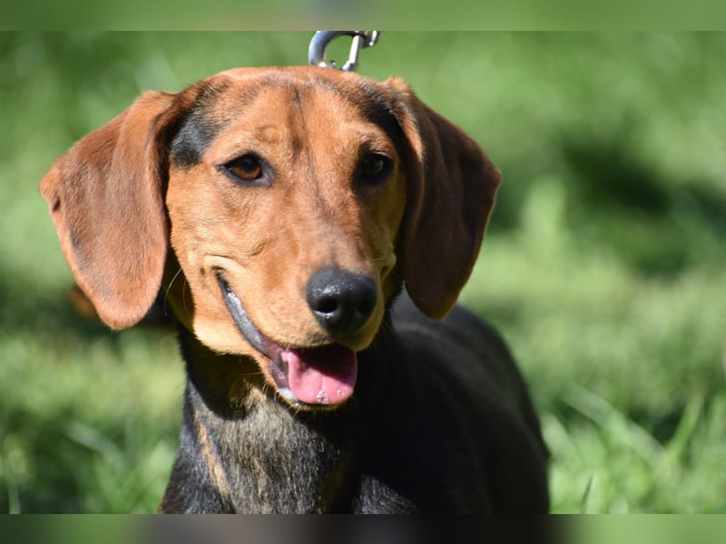 Lieber Dackelrüde HUBERT, ca. 2023 geboren, sucht Körbchen