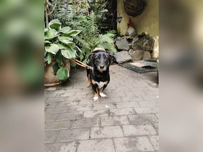 Chicho - Rüde in Deutschland
