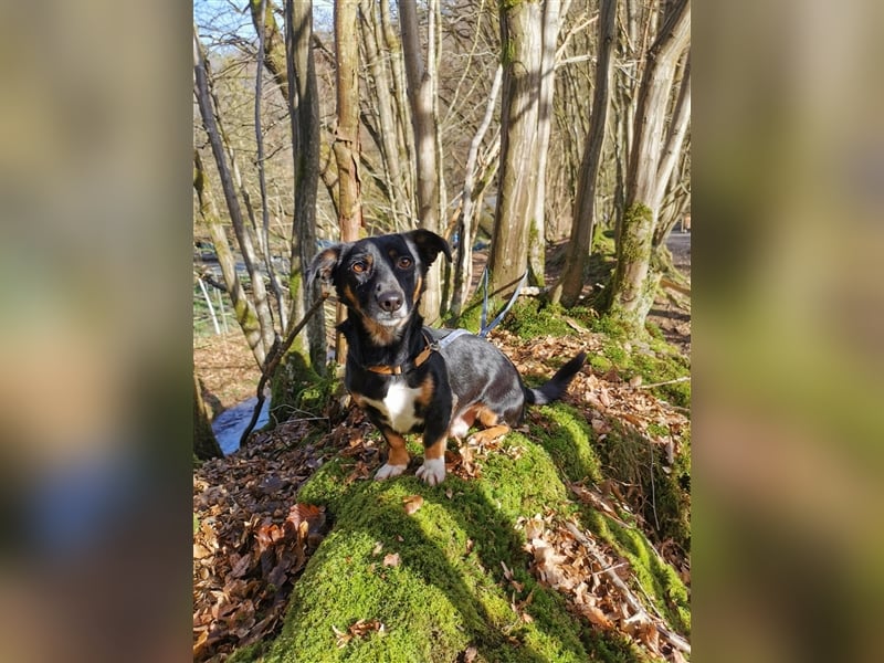 Chicho - Rüde in Deutschland