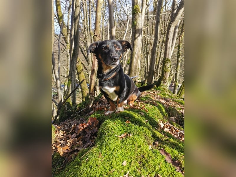 Chicho - Rüde in Deutschland
