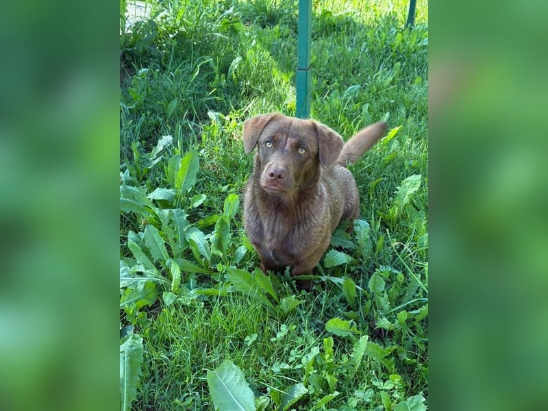 Choko, der Name ist Programm
