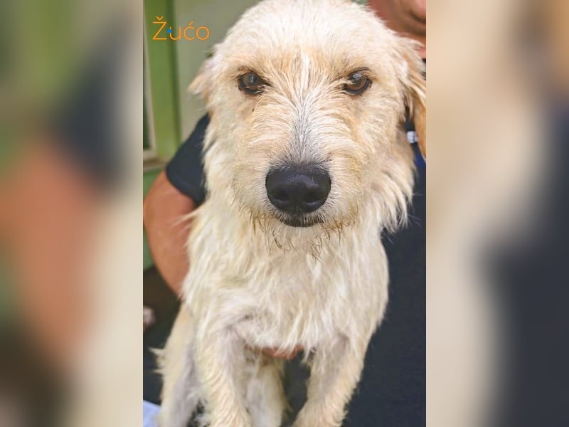 Keks, liebevoller Familienhund