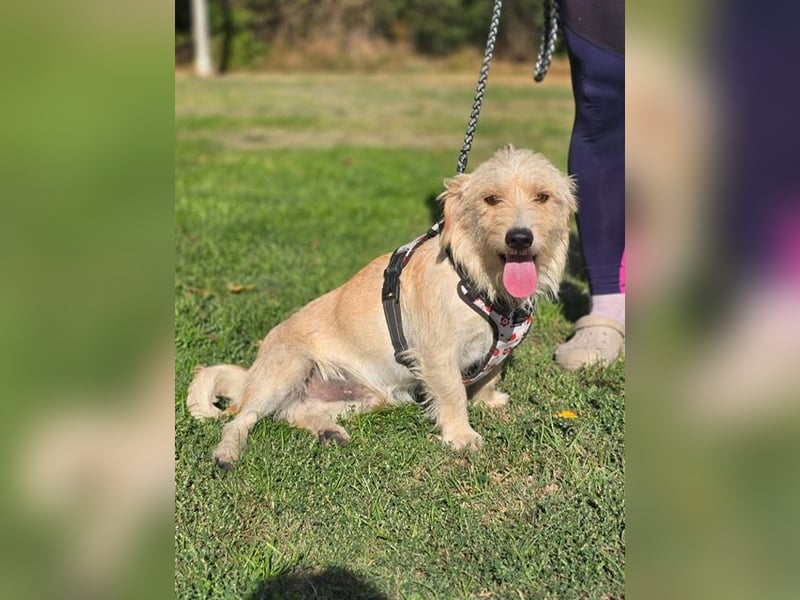 Keks, liebevoller Familienhund