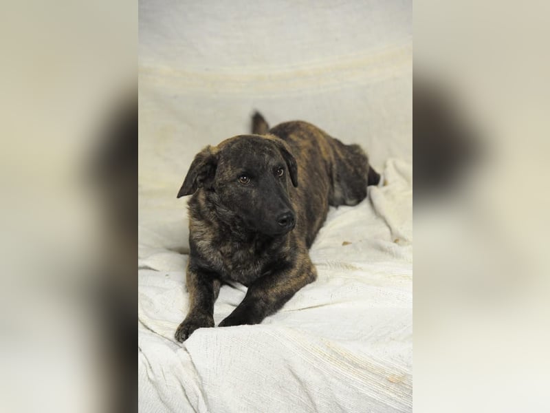 Hulk, kleiner Dackelmischling Pflegefamilie 44359 Dortmund