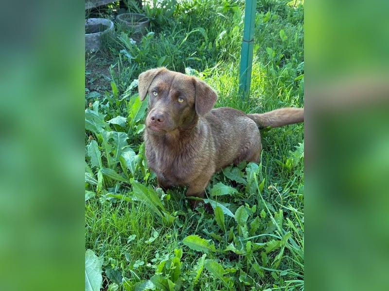 Choko, der Name ist Programm