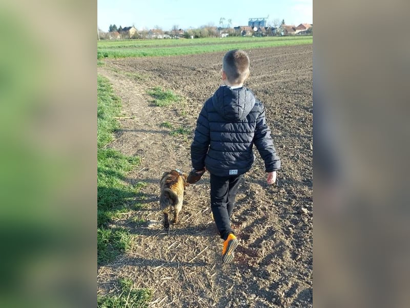 Hulk, kleiner Dackelmischling Pflegefamilie 44359 Dortmund