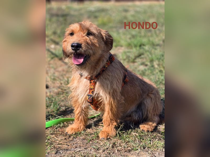 Hondo, kleiner charmanter Rüde Hondo, kleiner charmanter Rüde