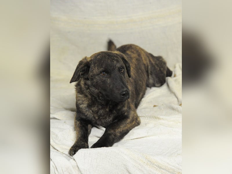 Hulk, kleiner Dackelmischling Pflegefamilie 44359 Dortmund