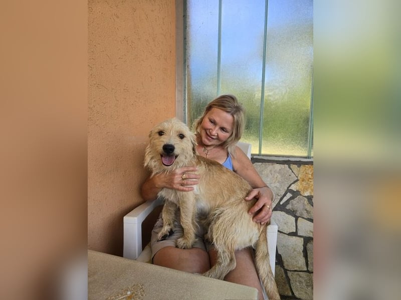 Keks, liebevoller Familienhund