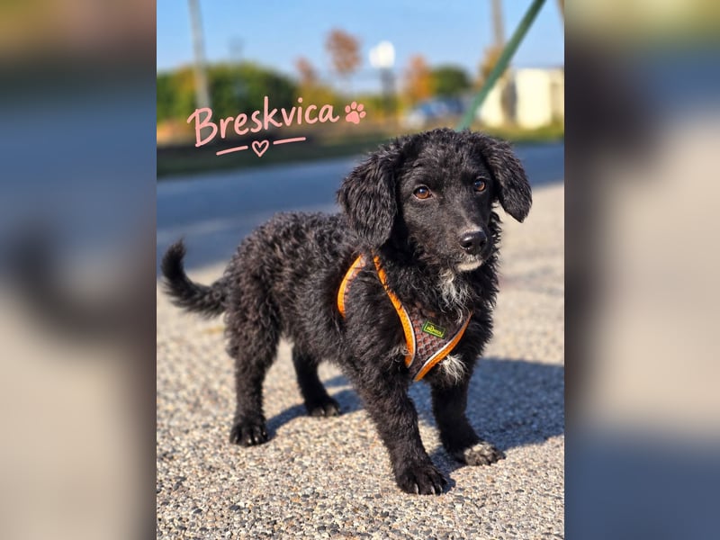 Breskvica, lebhaft, verspielt und verschmust