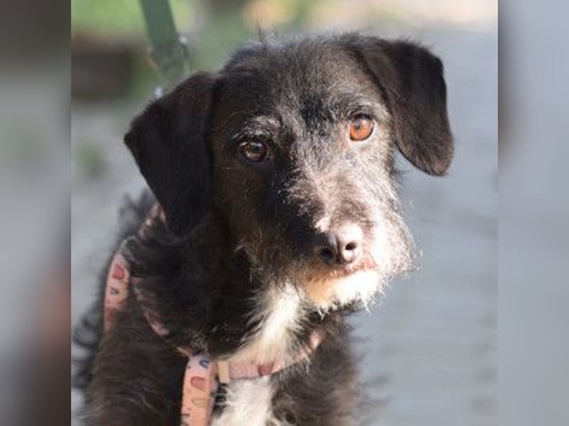 Gismo - auf PS in 53797 Lohmar -  freundlicher, liebevoller Rüde der etwas vorsichtig ist