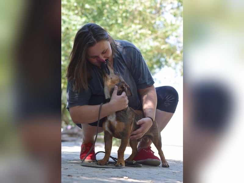 Lars - kleiner Herzenshund sucht sein großes Glück