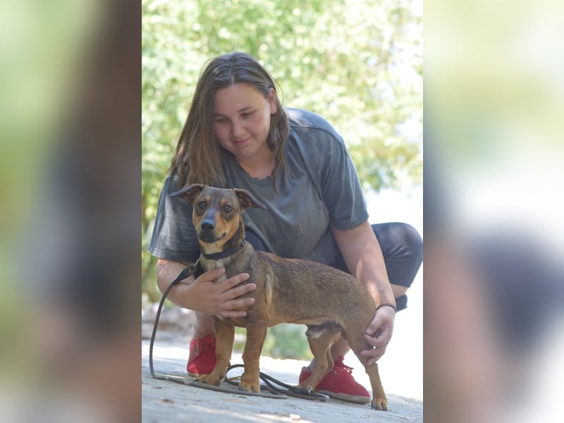 Lars - kleiner Herzenshund sucht sein großes Glück