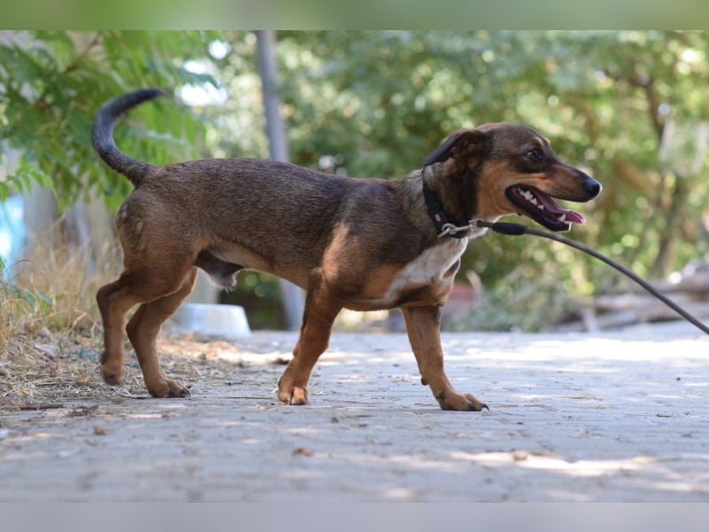 Lars - kleiner Herzenshund sucht sein großes Glück