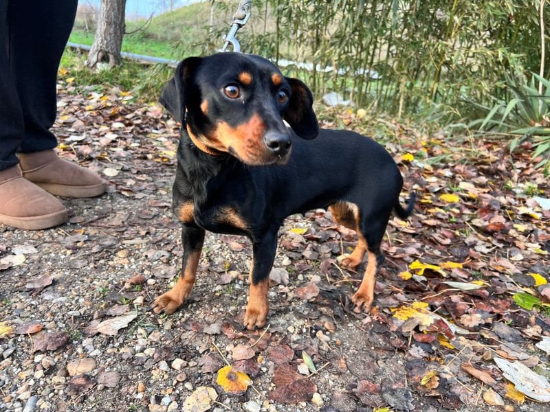 Nara - bezaubernde, freundliche, verschmuste Dackel Dame