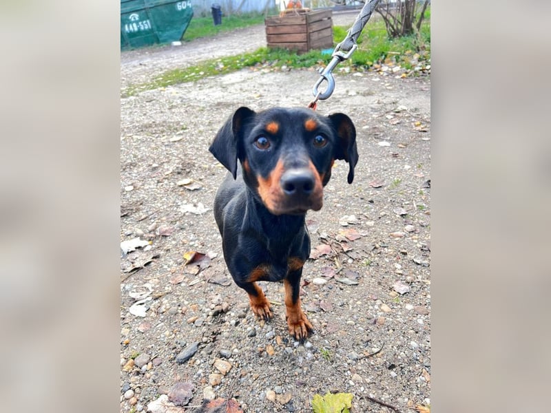 Nara - bezaubernde, freundliche, verschmuste Dackel Dame