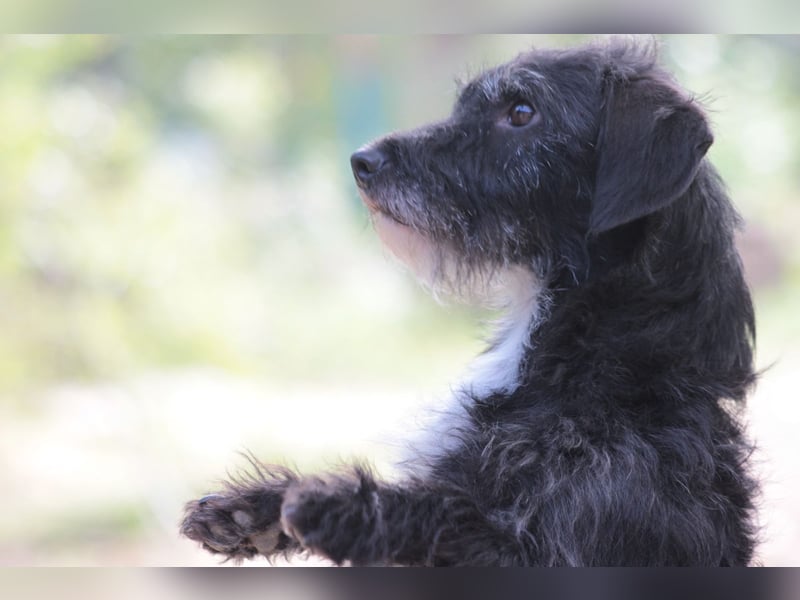 Gismo - auf PS in 53797 Lohmar -  freundlicher, liebevoller Rüde der etwas vorsichtig ist