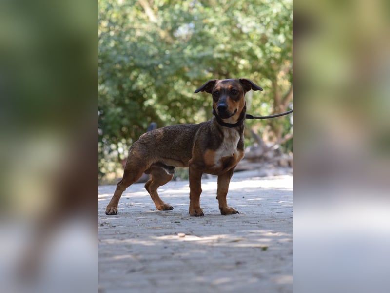 Lars - kleiner Herzenshund sucht sein großes Glück